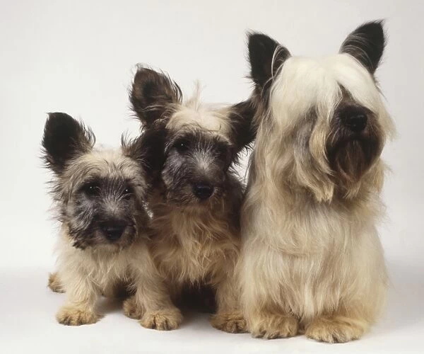 Skye Terrier (Canis familiaris), bitch with two pups, seated together, front view