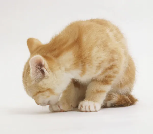 Small ginger hot sale kitten