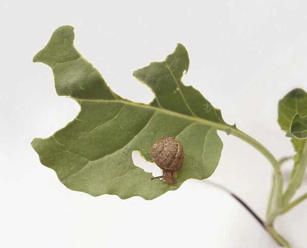 Small snail on a partially eaten leaf, view from above