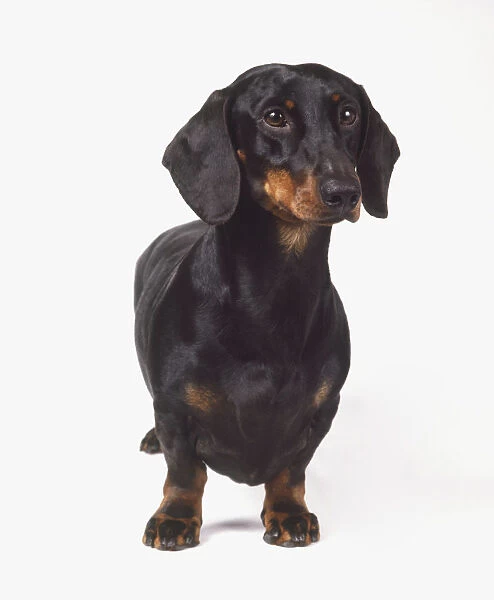 Smooth-haired Dachshund (Canis familiaris), standing, front view