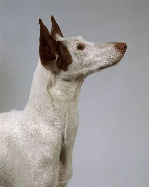 Smooth-haired Ibizan Hound, head and shoulders
