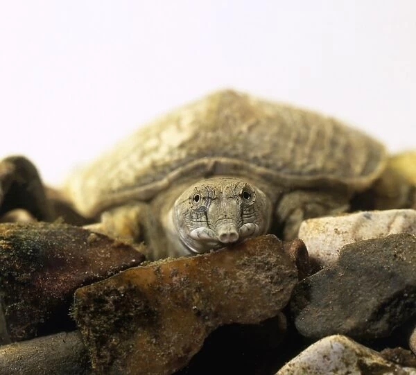 Soft-shelled turtle (Trionychidae) sitting on rocks, front view