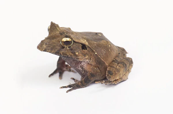 Solomon Island eyelash frog (Ceratobatrachus guentheri), side view