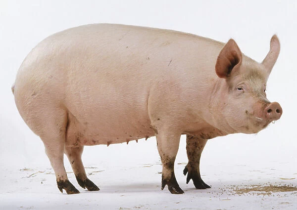 Sow, aged one and a half years, pink skin with white hairs, teats on underbelly for feeding young, long snout with large nostrils, large upright ears, small eyes, four-toed, standing, side view