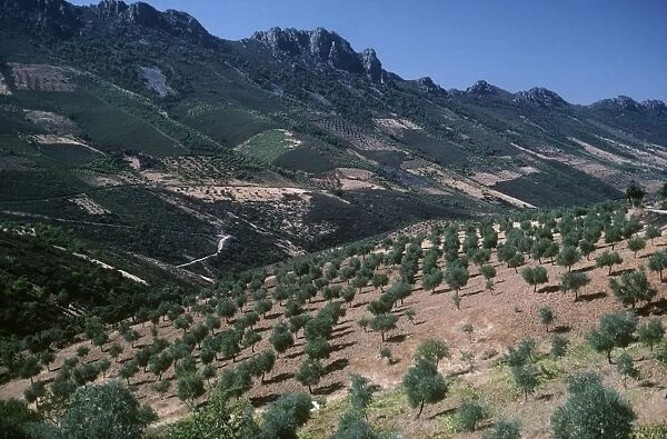 Spain, Extremadura, Agricultural landscape