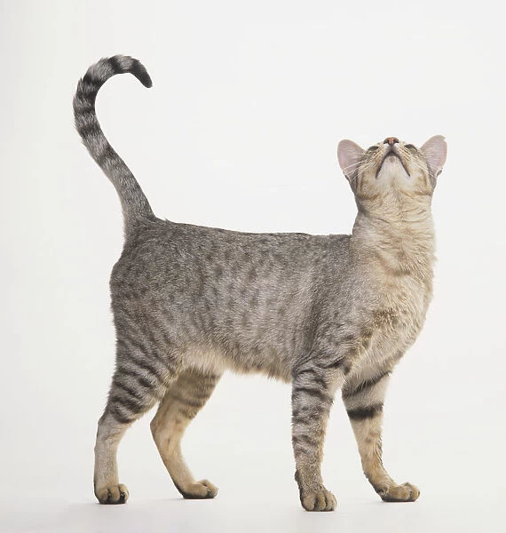 Spotted Egyptian Mau Cat (Felis sylvestris catus), standing and looking up with tail curled up, side view