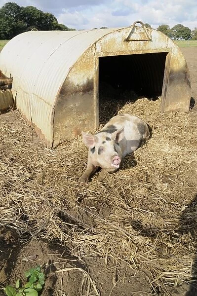 Spotted pig lying on soil and straw outside corrugated iron shelter, looking up