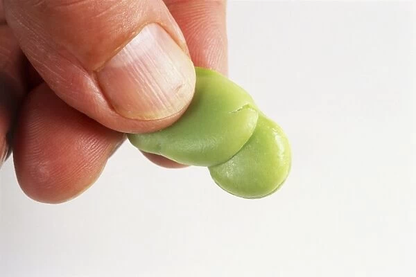 Squeezing broad bean out of its pod, close-up