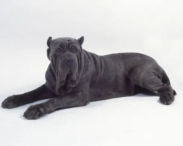 A stout dark gray Neapolitan mastiff with pendulous jowls, tiny cropped ears, and wrinkled skin, sprawled, side-on