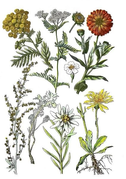 Tansy, Tanacetum vulgare L. Syn. : Chrysanthemum vulgare (L. ) Bernh. (left top), yarrow, Achillea millefolium (top center), Ringelblume, Calendula officinalis (top right), absinthe wormwood, Artemisia absinthium L