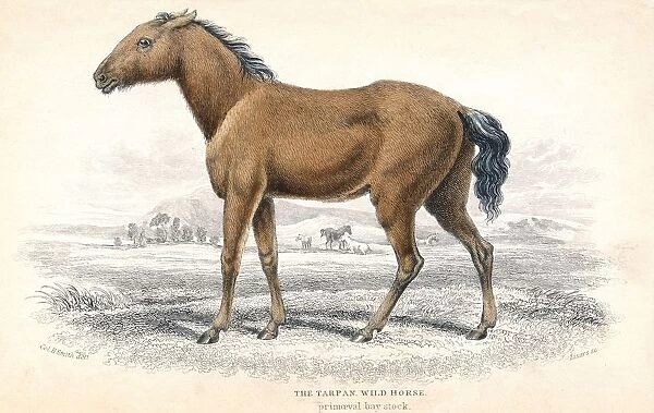 Tarpan: small European wild horse, dun-coloured with dark mane and tail. Small herds