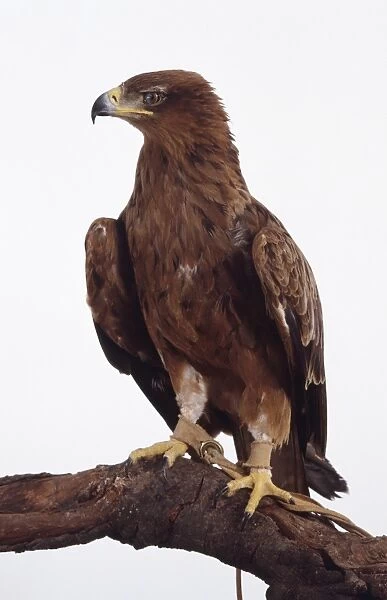 Tawny eagle (Aquila rapax) with its head turned to the side