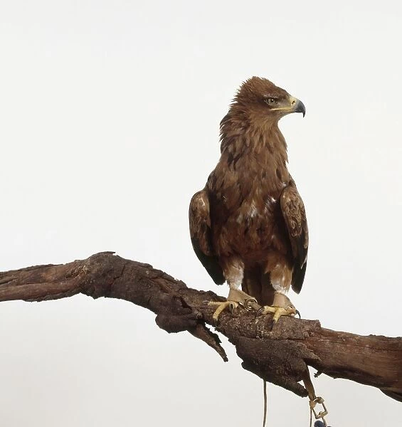 Tawny eagle (Aquila rapax) seen from front with head in profile, perching on a branch