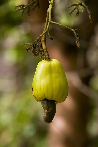 Thailand, cashew nut on tree
