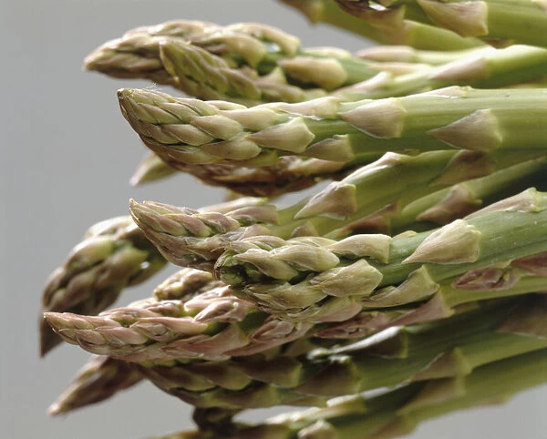 Tips of asparagus shoots bunched together, close up