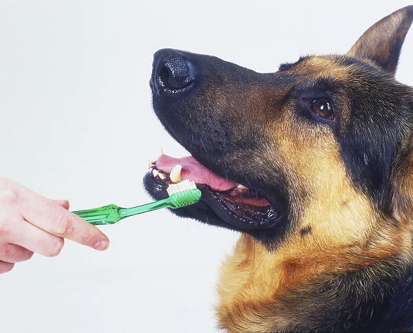 Toothbrush held by the head of German Shepherd Dog (Canis familiaris), side view