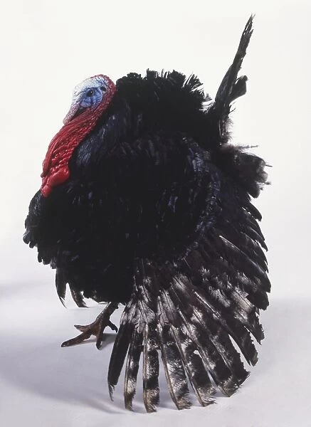 A turkey with black coat