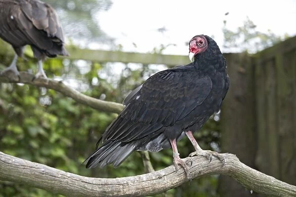 Turkey Vulture (Cathartes aura) perching on branch