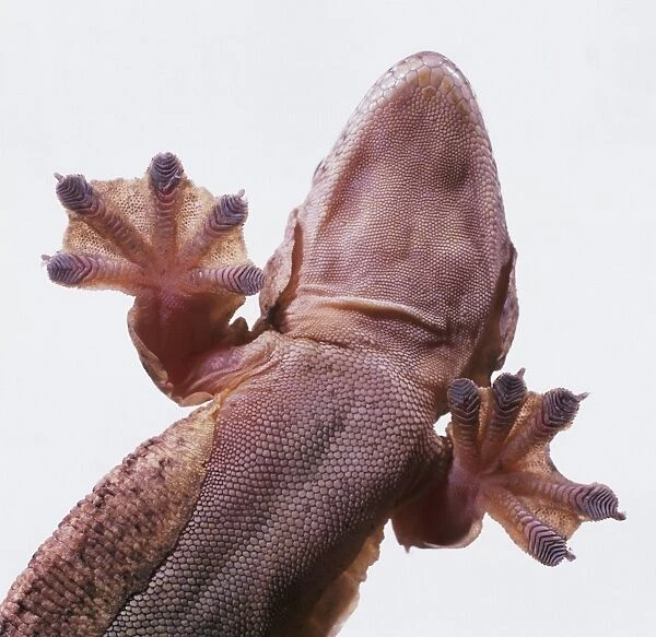 Underside of flying gecko