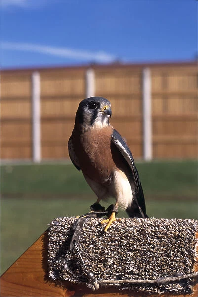 Usa, florida, orlando, audubon national center for birds of prey, captive american kestrel (falco sparverius) perching
