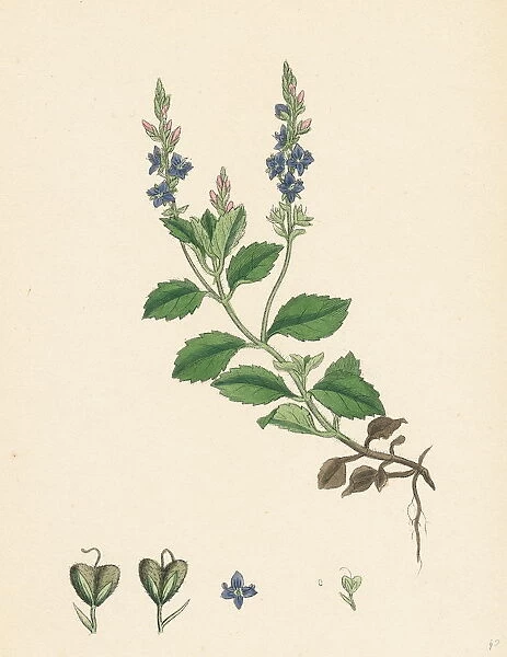 Veronica officinalis, var. genuina, Common Speedwell, var. a