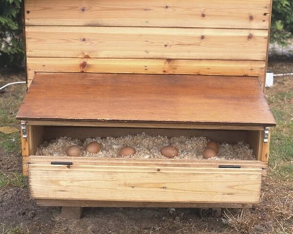 Front view of free-range eggs in wooden nesting Box