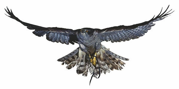 Front view of Goshawk in flight with wings spread out to the sides and tail feathers fanned-out