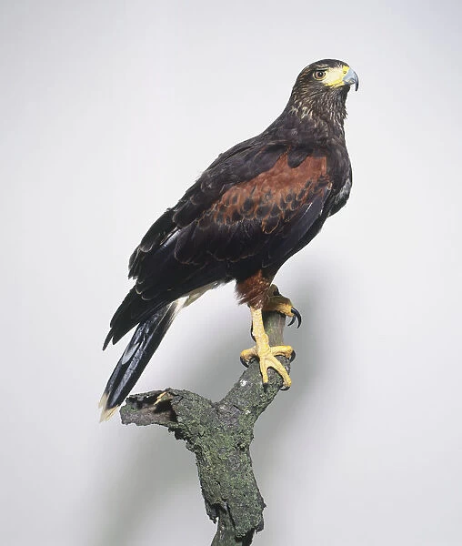 Side view of a heavily built Harriss Hawk perching on a branch, with its head in profile, showing the curved bill, chestnut wing patch, and strong feet