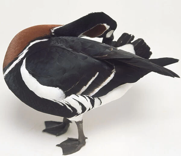 Side view of a Red-Breasted Goose with head turned toward its back and preening. Also is the chestnut coloured breast, flank feathers overlapping the wing, and webbed feet