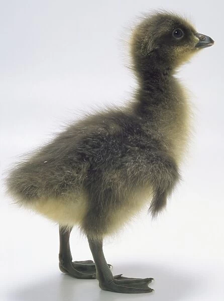 Side view of a two-day-old gosling of the Red-Breasted Goose, with head in profile showing its short bill, tiny wings and webbed feet