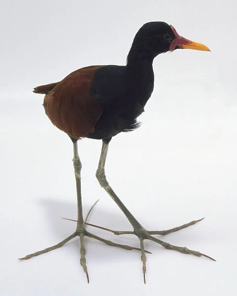 Side  /  front view of a Wattled Jacana, a small, black and brown tropical wading bird, with head in profile showing the soft, fleshy wattle, yellow bill, long, thin legs and extremely large feet enabling it to walk on floating vegetation