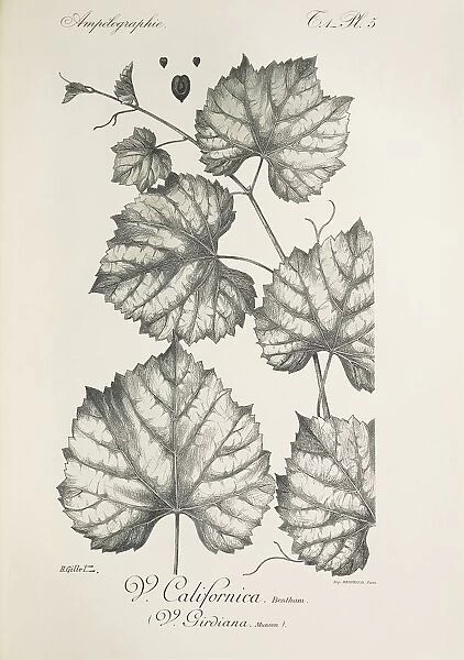 Vitis californica (Vitis girdiana), illustration by H. Gillet