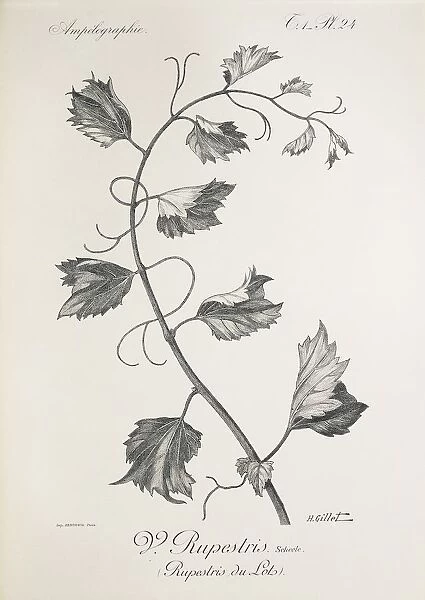 Vitis rupestris (Rupestris du Lot), illustration by H. Gillet