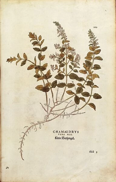 Wall Germander - Teucrium chamaedrys (Chamaedrys vera mas) by Leonhart Fuchs from De historia stirpium commentarii insignes (Notable Commentaries on the History of Plants) colored engraving, 1542