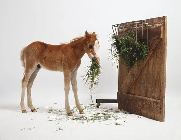 Eight week-old Foal (Equus caballus), standing by wooden stable door with attached trough with grass in its mouth