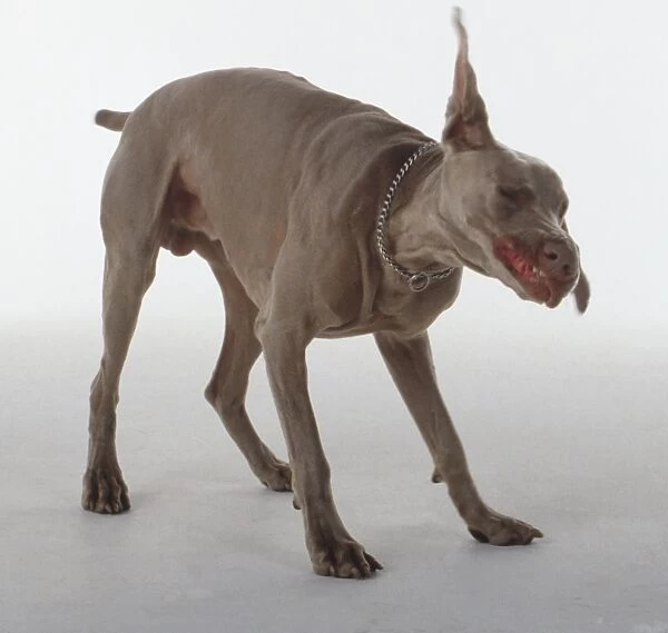 A Weimaraner dog with long ears and short dark fur shakes itself vigorously