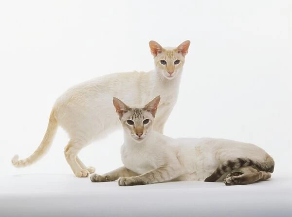 Two white cats one lying the other standing