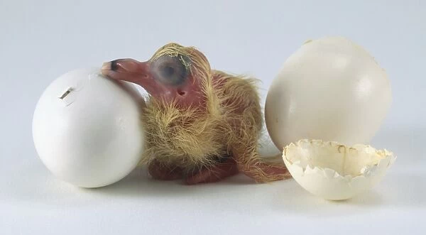 White pigeon egg chick hatching next to new hatchling