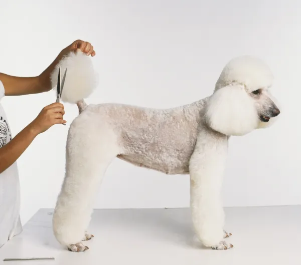 White poodle shop