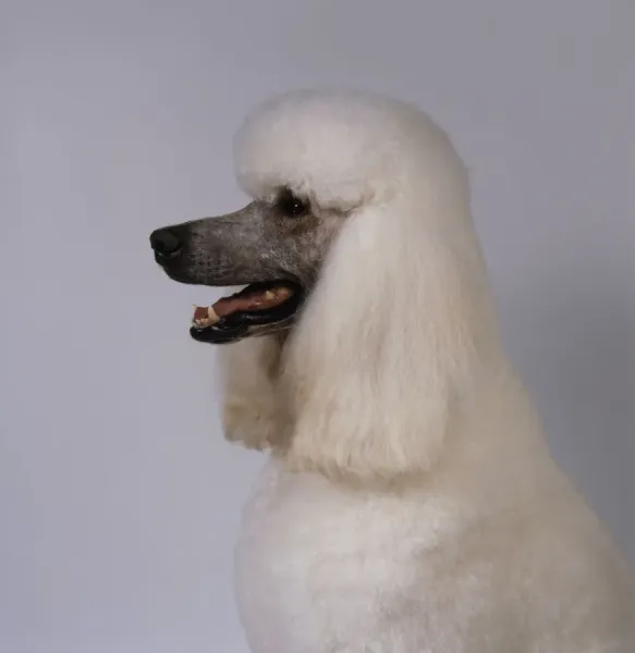 Poodle With Long Hair Giant Fluffy Poodle Oversized Poodle Dog