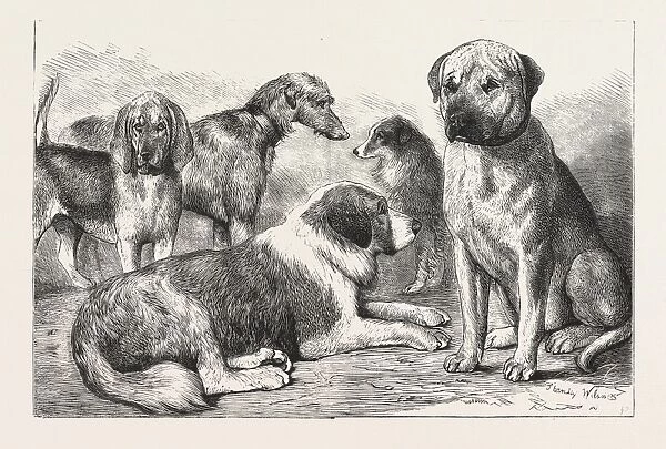 Winners at the Dog Show of the Kennel Club, at the Crystal Palace, London, Mr. E