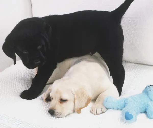 A Yellow and a Black Labrador Retriever puppy Our beautiful Wall Art and Photo Gifts include Framed Prints Photo Prints Poster Prints Canvas Prints Jigsaw Puzzles Metal Prints and so much more