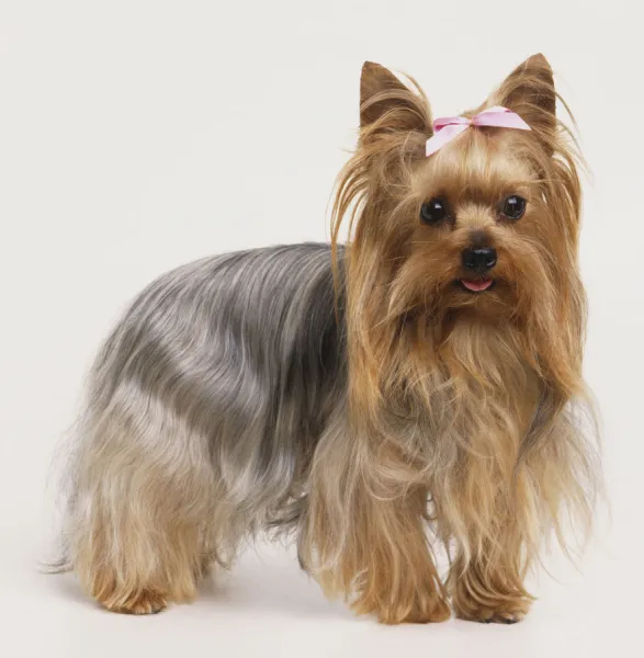 Yorkshire terrier small dog with pink bow in its fur