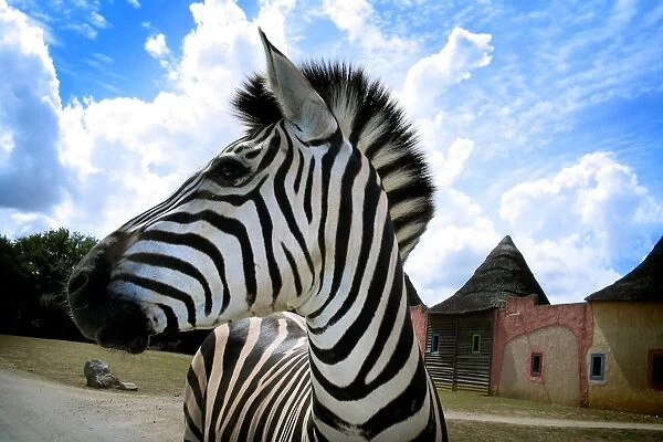 Zebra. Namibia