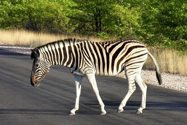 Zebra on the Road. Namibia