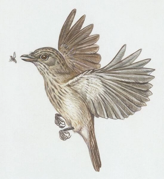 Zoology: Birds, Spotted Flycatcher, (Muscicapa striata), illustration