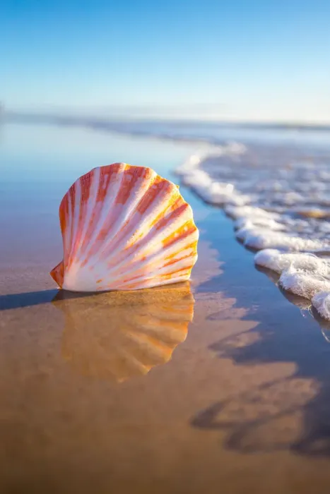 Framed Print : Focussed Shell Beach Mornings Print