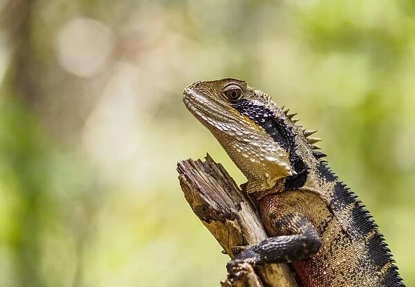 Australia, New South Wales, Blackheath, Water dragon (Intellagama lesueurii) perching on branch