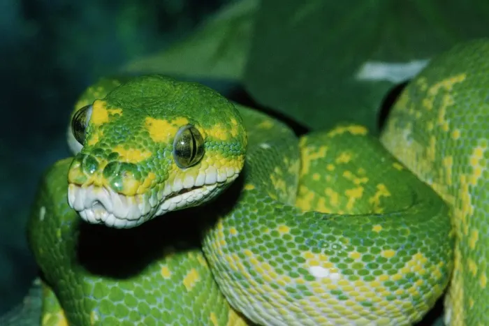 Framed Print : Coiled Green Tree Python Print