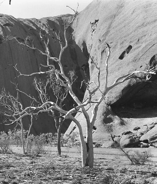 Ayers Rock. circa 1950: Trees at Ayers Rock, Uluru National Park